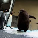 Video. Dev penguen pestosu Melbourne Akvaryumu’nun kalbini kazandı