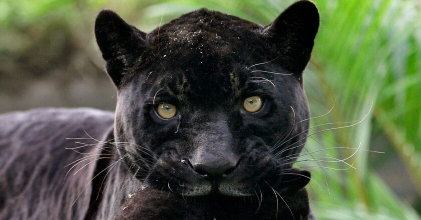 Bulgaristan’ın ‘kaçak kara panteri’ yeniden gündemde