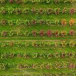 Sonbaharın renk cümbüşü Uludağ eteklerinde