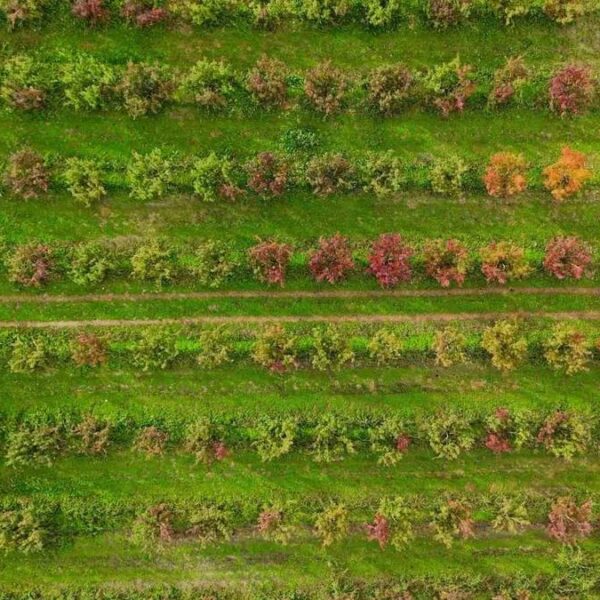 Sonbaharın renk cümbüşü Uludağ eteklerinde