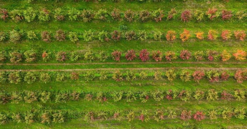 Sonbaharın renk cümbüşü Uludağ eteklerinde